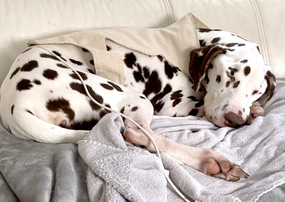 Hund auf Couch wird mit BIORESONANZ-THERAPIE behandelt